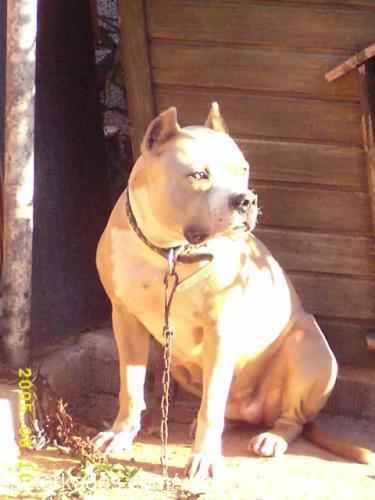 cavuş Erkek Amerikan Staffordshire Terrier