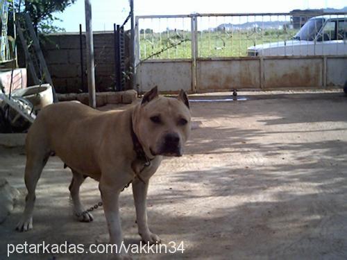 cavuş Erkek Amerikan Staffordshire Terrier