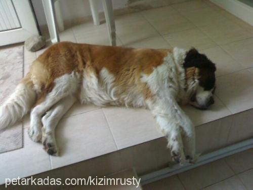 rusty Dişi St. Bernard (Saint Bernard)