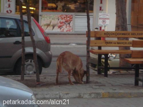 angel Dişi Labrador Retriever