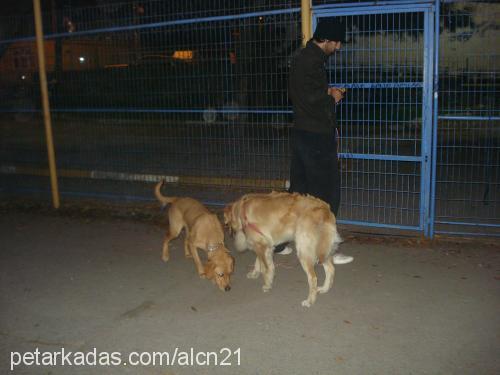 angel Dişi Labrador Retriever