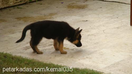 hera Dişi Alman Çoban Köpeği