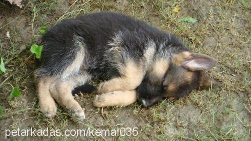 hera Dişi Alman Çoban Köpeği