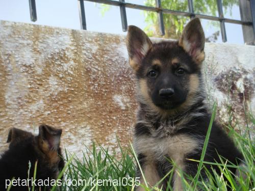 hera Dişi Alman Çoban Köpeği