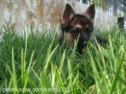 hera Dişi Alman Çoban Köpeği