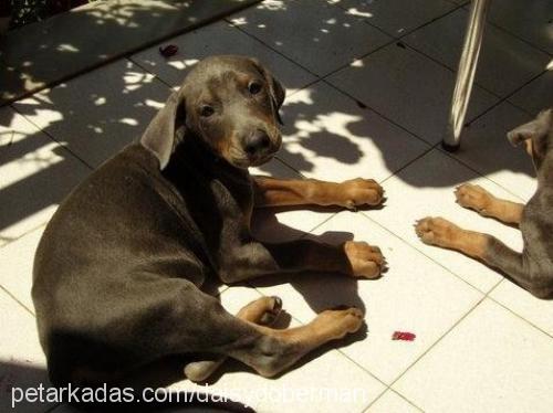 daisy Dişi Doberman Pinscher