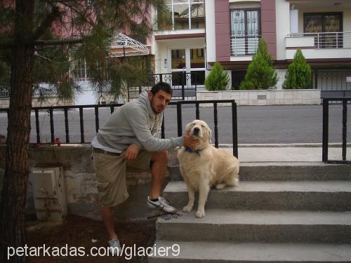 pascal Erkek Golden Retriever