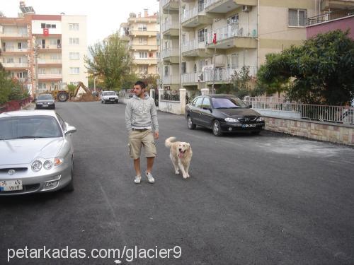 pascal Erkek Golden Retriever