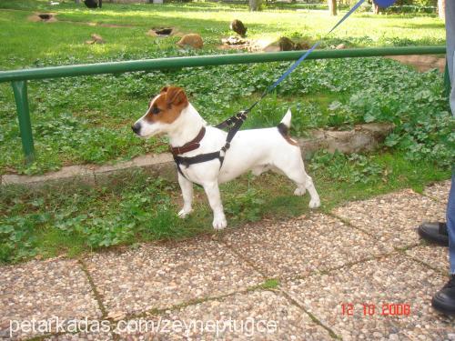 Çakil Erkek Jack Russell Terrier