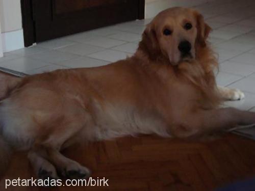 ajan Erkek Golden Retriever