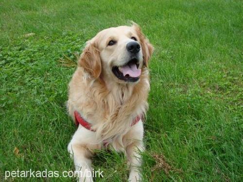 ajan Erkek Golden Retriever