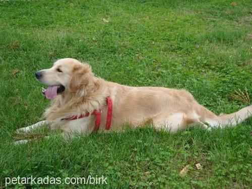 ajan Erkek Golden Retriever