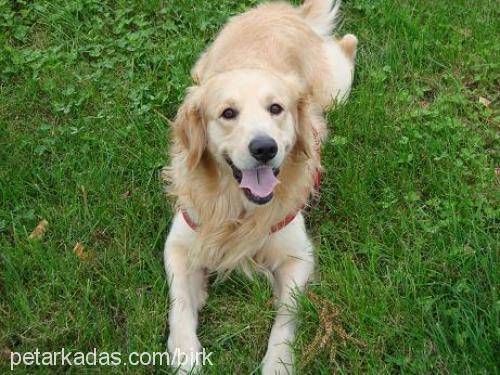 ajan Erkek Golden Retriever