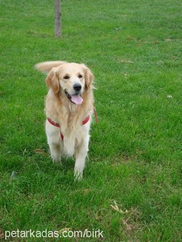 ajan Erkek Golden Retriever