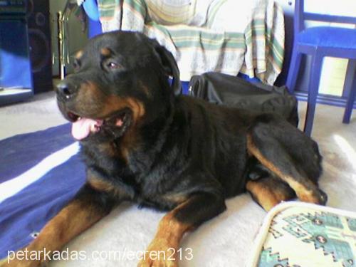 jaro Erkek Rottweiler