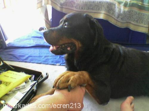 jaro Erkek Rottweiler