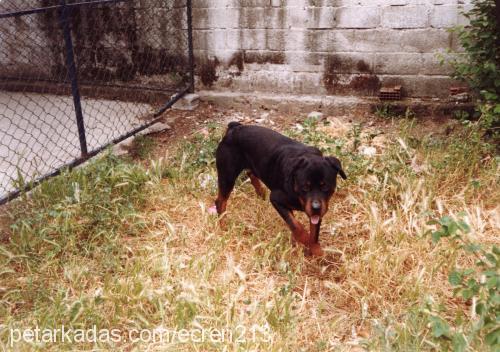 jaro Erkek Rottweiler