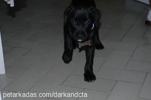 dark Dişi Amerikan Staffordshire Terrier