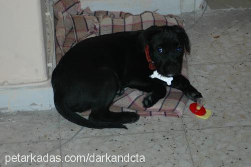 dark Dişi Amerikan Staffordshire Terrier