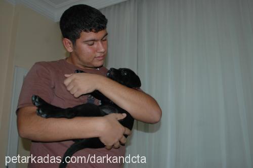 dark Dişi Amerikan Staffordshire Terrier