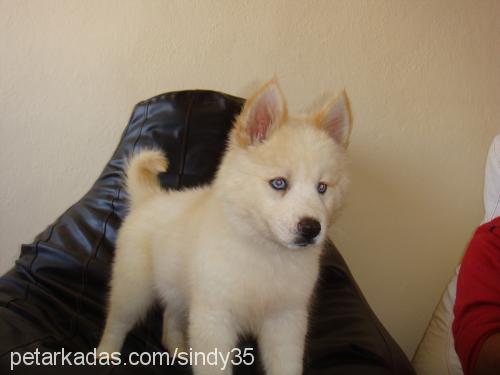 İce Erkek Sibirya Kurdu (Husky)