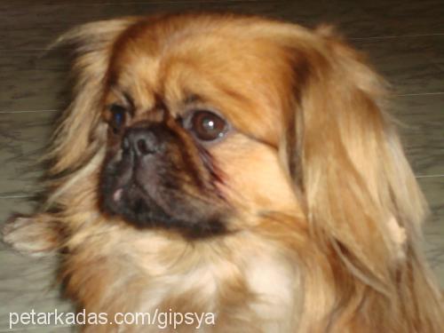 rocky Erkek Tibetli Spaniel