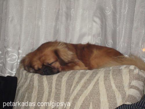 rocky Erkek Tibetli Spaniel