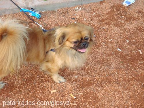 rocky Erkek Tibetli Spaniel