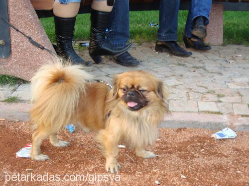 rocky Erkek Tibetli Spaniel