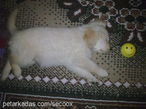 maya Dişi Golden Retriever