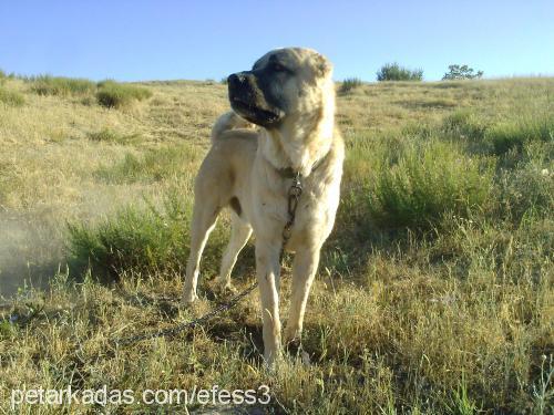 gaddar Erkek Kangal