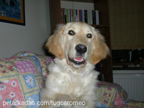 romeo Erkek Golden Retriever