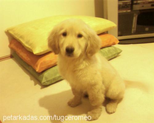 romeo Erkek Golden Retriever