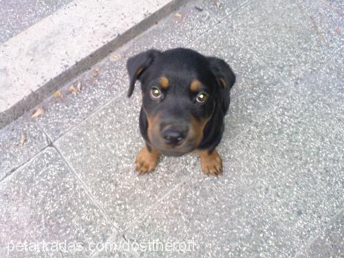 dost Erkek Rottweiler