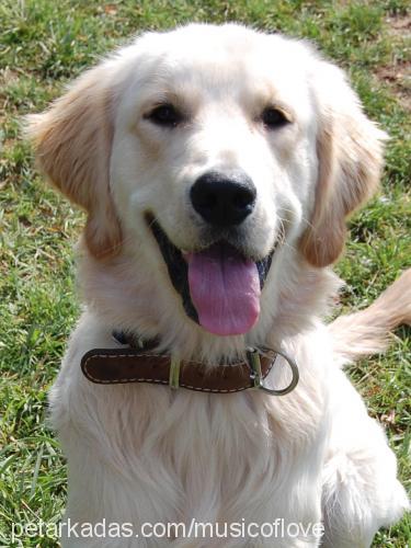 mİke Erkek Golden Retriever