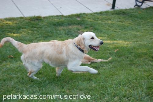 mİke Erkek Golden Retriever