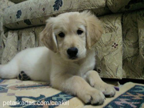 Çaakıll Erkek Golden Retriever