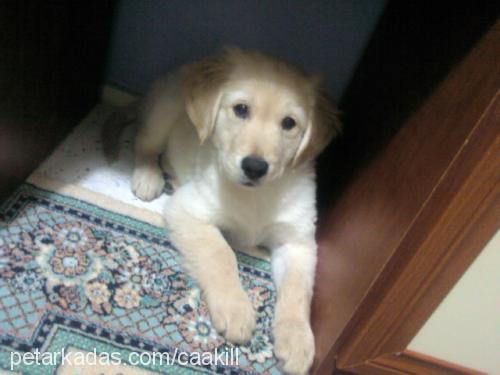 Çaakıll Erkek Golden Retriever