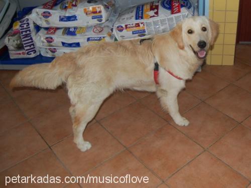 mİke Erkek Golden Retriever