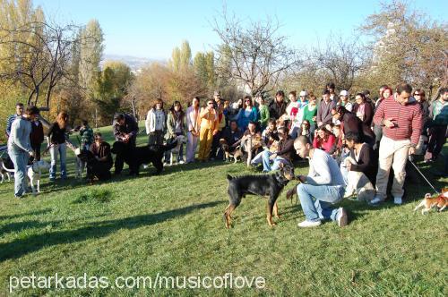 mİke Erkek Golden Retriever