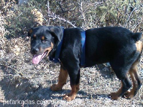 dost Erkek Rottweiler