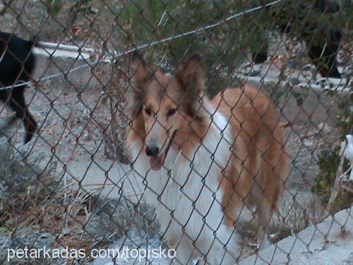 lassie Dişi Collie