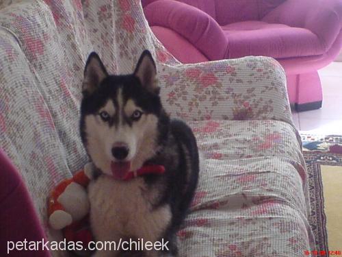 barok Erkek Sibirya Kurdu (Husky)