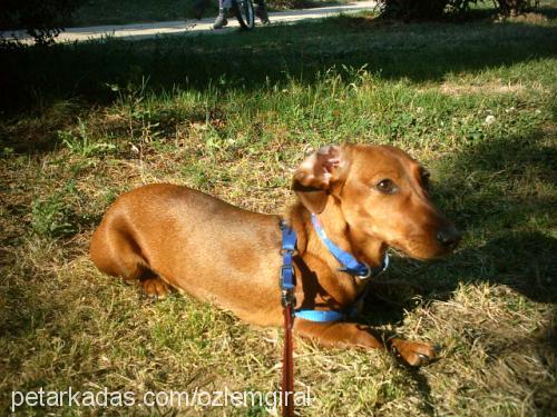 şımarık Dişi Dachshund