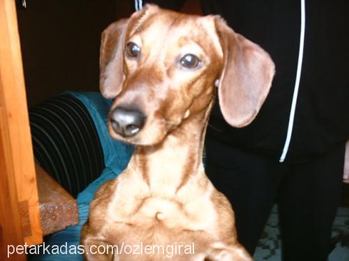 şımarık Dişi Dachshund