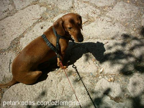 şımarık Dişi Dachshund