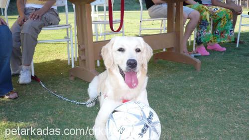 kİraz Dişi Golden Retriever