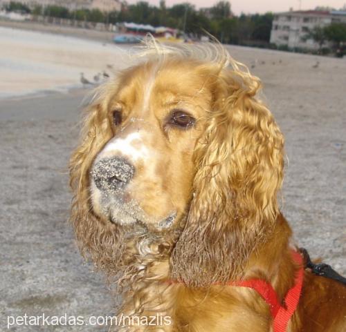 boby Erkek İngiliz Cocker Spaniel