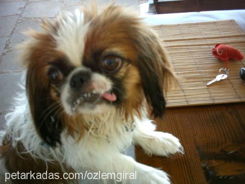 spİke Erkek Tibetli Spaniel