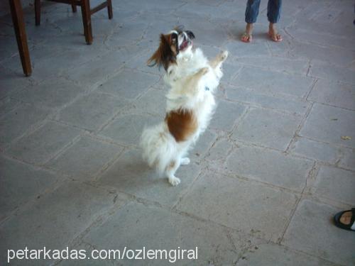 spİke Erkek Tibetli Spaniel